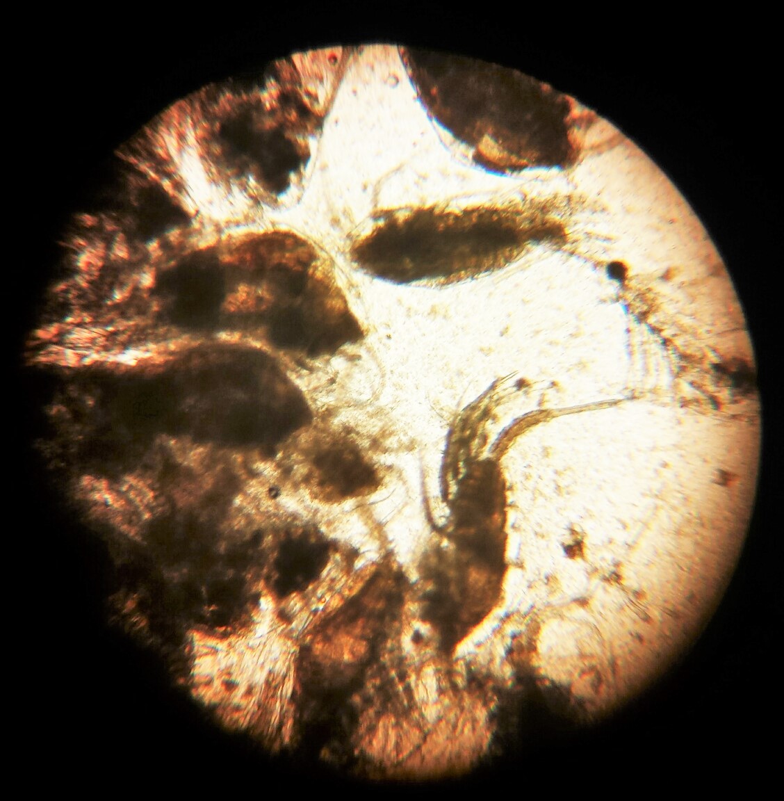 Ocean Prime Copepods 500-700µm