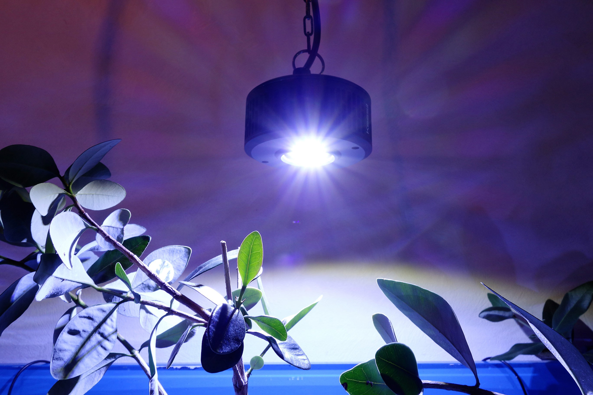 Kessil A360X Tuna Blue