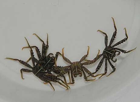 Percnon Krabbe - Felsenkrabbe